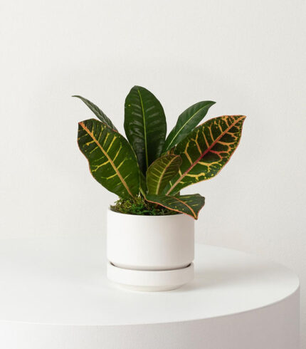 Coco Coir Pole - Image 3